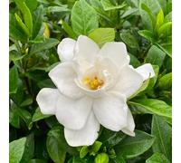 100 graines de fleurs de gardénia