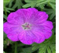 100 graines de fleurs de géranium