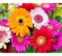 100 graines de fleurs de gerbera fraîches