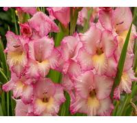 100 graines de fleurs de glaïeul