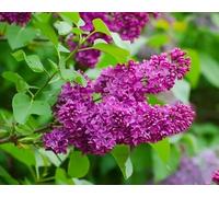 100 graines de fleurs de lilas roses fraîches et neuves