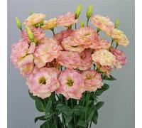 100 graines de fleurs de lisianthus