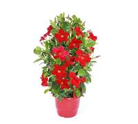 100 graines de fleurs de Mandevilla