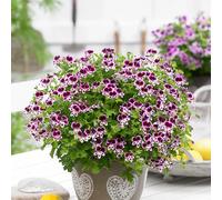 100 graines de fleurs de pélargonium