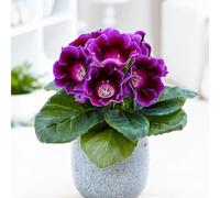 100 graines de fleurs de Sinningia Gloxinia