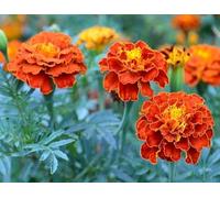 100 graines de fleurs de souci rouge