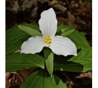 100 graines de fleurs de trille blanc