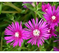 100 graines de fleurs Delosperma roses fraîches et neuves