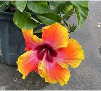 100 graines de fleurs d'hibiscus