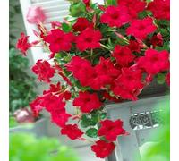 100 graines de fleurs fraîches de Dipladenia