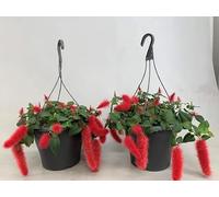 100 graines de fleurs fraîches et nouvelles d'Acalypha hispida rouge