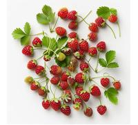 100 Graines de Fraise des Bois - SemiSauvage Permaculture