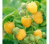 100 graines de framboises jaunes fraîches et neuves