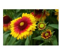 100 Graines de Gaillarde - fleurs plantes vivace - méthode BIO
