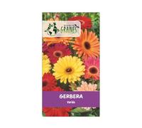 100 graines de gerbera mixtes - jamessonii. plante vivace