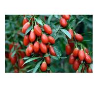 100 Graines de Goji - plante vivace- légumes fruit potager - méthode BIO