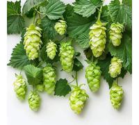 100 Graines de Houblon Grimpant - Humulus lupulus - bière -semences paysannes