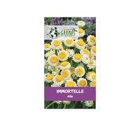100 graines de immortelle ailée - ammobium alatum - fleur séchée élégante et facile pour bouquets