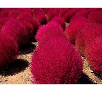 100 graines de Kochia Scoparia (Bassia scoparia)