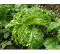 100 graines de laitue feuilles de basilic Cultivez votre propre herbe grandir CombSH ez L16