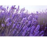 100 Graines De Lavande