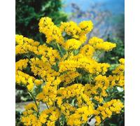 100 Graines de Limonium sinuatum - Statice Jaune - Fleur Superbe Jaune Lumineuse - Vivace - Jardin - 307