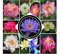 100 Graines de Lotus, Graine de Lotus en Bol De Bonsaï de Couleurs MéLangées, Fleur de Lotus Graines,Graines de Lotus d'eau, Plantes Ornementales Lotus pour La Bureau, Le Jardin, Le Balcon