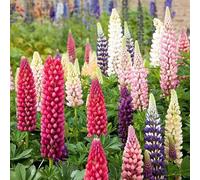100 Graines de Lupin de Russel varie 2 grammes soit (+/-) 100 graines - 363