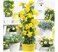 100 Graines de Mandevilla Sanderi | Plante Grimpante Vivace pour Balcon & Jardin | Plante en Pot & Clôture Végétale | Graines à Germination Rapide (Jaune)