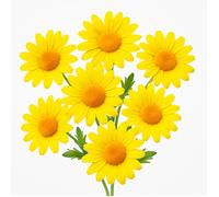 100 Graines de Marguerite Dorée (Chysanthemum segetum) - SemiSauvage Permaculture - graines reproductibles