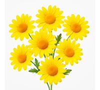 100 Graines de Marguerite Dorée (Chysanthemum segetum) - SemiSauvage Permaculture - graines reproductibles