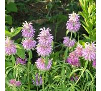 100 Graines de Monarda citriodora - Monarde citronée citronnée - Bergamote citronnée - Aromatique et ornementale - Fleur Jardin - 367