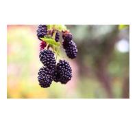 100 Graines de Mûre Sauvage -plante fruit rouge ronce jardin méthode BIO