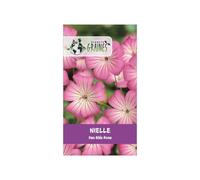 100 Graines de Nielle des Blés Rose : Lychnis des moissons, fleur sauvage et délicate