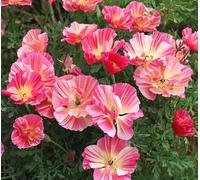 100 Graines de Pavot de Californie ‘Appleblossom Frilly Fun’ - Eschscholzia californica - Fleur Rose Jardin - 332