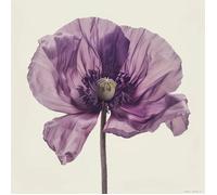 100 Graines de Pavot Somnifère - SemiSauvage Permaculture