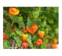 100 Graines de Physalis - jardins potager fruits - méthode BIO