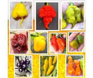 100 GRAINES de PIMENT CHILI dans 10 Variétés Des Plus FORT Au Monde, Collection 3 + Guide: CAROLINA REAPER YELLOW, BEAST, MORUGA BRAIN, BORG 9, BUBBLEGUM, HABANERO, ROCOTO, PEARL, JALAPENO, E-ROTICO