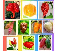 100 Graines De Piment Chili Dans 10 Variétés Plus Savoureuses et FORTES, Collection CLASSIQUE + Guide : CAROLINA REAPER, SCORPION, JOLOKIA, HABANERO, PINK TIGER, TABASCO, JALAPENO, JAMAICAN etc