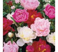 100 graines de pivoines mélangées