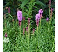 100 Graines DE PLUME DU KANSAS - ROSE VIOLACÉ - LIATRIS SPICATA - Fleur Jardin - 262