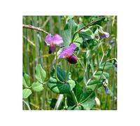 100 Graines de Pois Fourrager d’Hiver BIO - Pisum Sativum - Fourrage Culture - Alimentation Animale - Fleur Jardin - 321