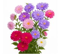 100 Graines de Reine Marguerite (Callistephus chinensis) - SemiSauvage Permaculture - graines reproductibles