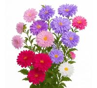 100 Graines de Reine Marguerite (Callistephus chinensis) - SemiSauvage Permaculture - graines reproductibles