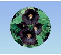 100 graines de Rose Tremiere - noire - Alcea rosea - vivace - fleurs simple - nigra