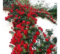 100 Graines de Rosier Grimpant, Rosiers à Planter Exterieur, Graine de Fleurs à Semer, Graine de Rose Croissance Rapide, Plantes Semences pour Le Jardin, Graines de Rosiers Grimpants (Rouge)