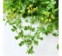 100 Graines de Rue officinale (Ruta graveolens)