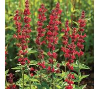 100 Graines de Sauge Rouge écarlate (Salvia coccinea scarlet)
