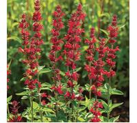 100 Graines de Sauge Rouge écarlate (Salvia coccinea scarlet)