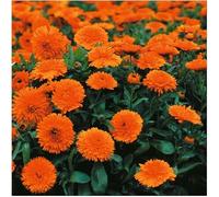 100 graines de Souci Double de jardin nain Orange Gitana - annuelles - 152